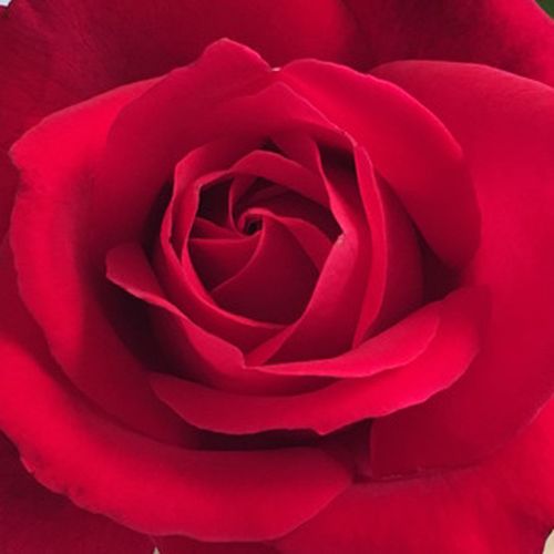 Rosa Mister Lincoln - trandafir cu parfum intens - Trandafir copac cu trunchi înalt - cu flori teahibrid - roșu - Herb Swim, O. L. Weeks - coroană dreaptă - Înflorire interminentă, îşi păstrează florile timp îndelungat.